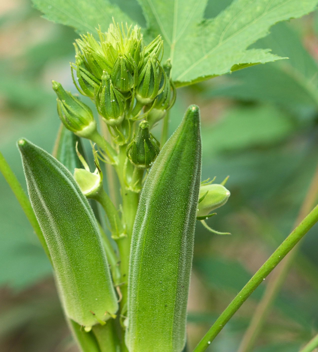 Okra-plant-BG